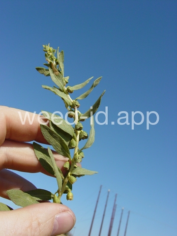 sumpweed, poverty
